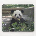 Ours panda Mousepad Tapis De Souris