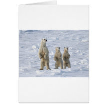 Ours polaire carte de vœux