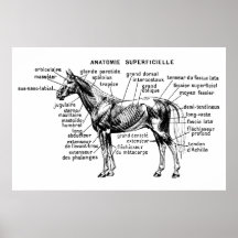 Paard Afdruk