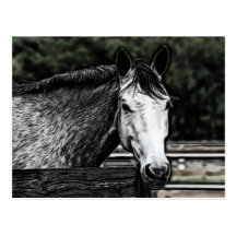 Paard Wenskaart
