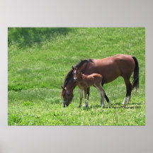 Paarden:  Het Poster van de merrie en van het Veul