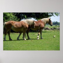 Paarden Poster