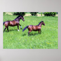 Paarden Posters