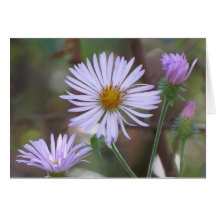 Paarse Kaart Wildflowers