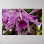Paarse Orchidee Cattleya Plaat