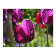 Paarse Tulpen 2007 Wenskaarten
