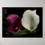 Paarse Witte Calla Lelies Plaat