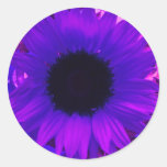Paarse Zonnebloem Stickers