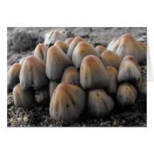 Paddestoelen Wenskaart