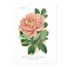 Paeonia moutan (pivoine) cartes postales