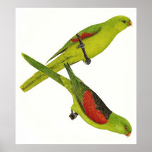 Paires à ailes rouges de perroquet - erythropterus affiches