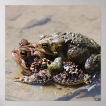 Paires d'affiche de grenouilles