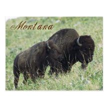 Paires de bison frôlant au Montana Cartes Postales