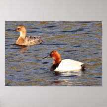 Paires de Canvasback Affiche