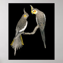 Paires de Cockatiel - hollandicus de Nymphicus sur Posters
