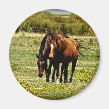 Paires de "meilleurs amis" - de chevaux magnets pour réfrigérateur