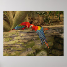Paires de perroquet poster