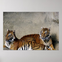 PAIRES DE TIGRE AFFICHE