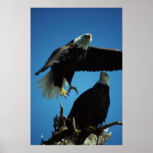Paires d'Eagle Affiches