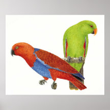 Paires d'Eclectus Posters