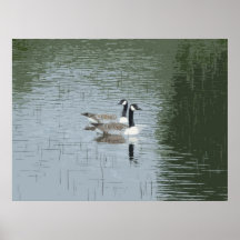 Paires d'oies affiches
