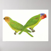 Paires Rouges-Cheeked de perroquet Posters