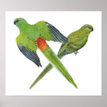Paires Rouges-rumped de perroquet - haematonotus d Affiche