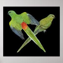 Paires Rouges-rumped de perroquet - haematonotus d Posters