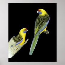 Paires vertes de Rosella - caledonicus de Platycer Affiches
