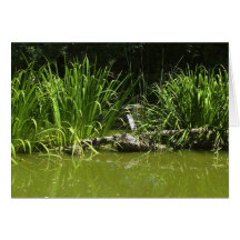 PAISIBLE CARTES