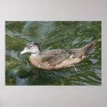 Palette de canard poster