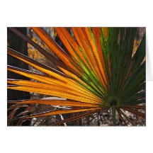 Palmetto roussi cartes de vœux