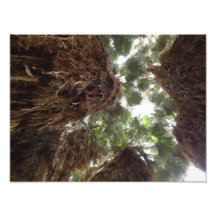 Palmiers Photos Sur Toile