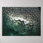 Palourde géante sur le bâti de mer de corail affiche