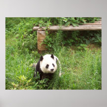 Panda à Chengdu, Chine Posters