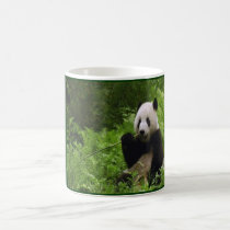 Panda mokken
