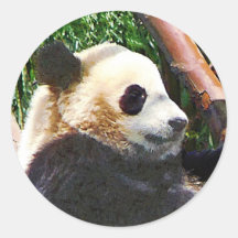 Panda dans l'arbre adhésifs ronds
