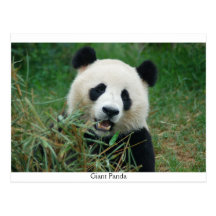 Panda géant cartes postales