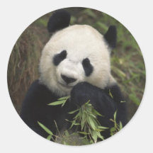 Panda géant mignon adhésif