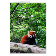 Panda rouge gai cartes de vœux
