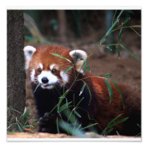 Panda rouge photographie