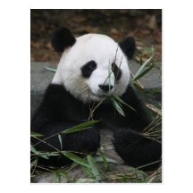 Pandas géants à la protection de panda géant et cartes postales