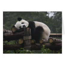 Pandas géants à la protection et aux 3 de panda gé cartes de vœux