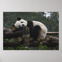 Pandas géants à la protection et aux 3 de panda gé posters