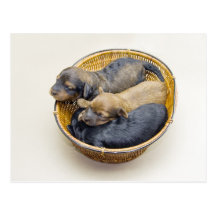 panier de trois chiots carte postale