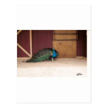 Paon Cartes Postales