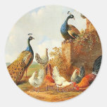 Paons et poulets autocollant
