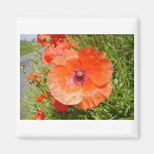 Papavers - Coquelicots Koelkast Magneet