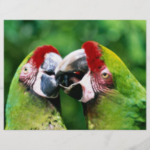 Papegaaien Fullcolor Folder