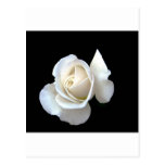 Papeterie de mariage de rose blanc carte postale